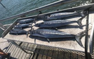 king mackerel catch