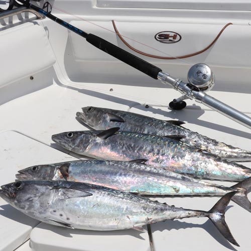 king mackerel catch
