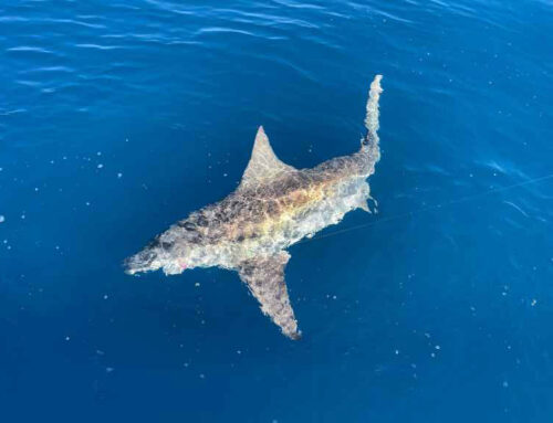 Deep Sea Fishing Charters available in Gulfport