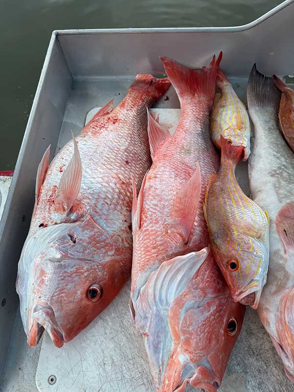 fish-1